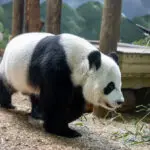 Zoo Atlanta bids farewell to pandas after 25 years