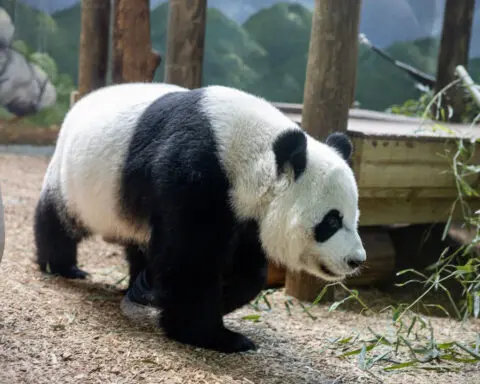 Zoo Atlanta bids farewell to pandas after 25 years