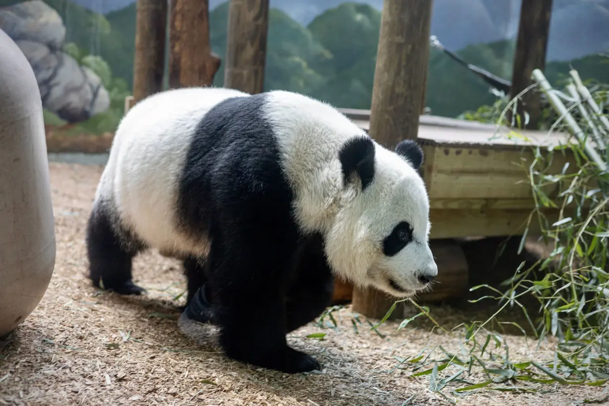 A panda roams her habitat at Zoo Atlanta. Giant pandas are solitary mammals and spend most of their adult years alone.