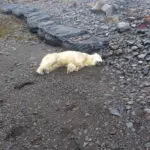 A rare polar bear showed up on the shores of Iceland. Police shot it