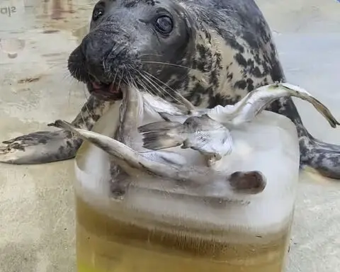 Seal pup once rescued on a British beach hits the big 5-0. Sheba may be the oldest seal in captivity