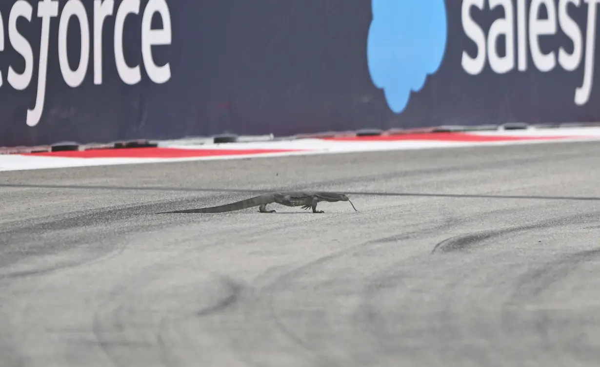 A lizard walks on track during final practice ahead of the Singapore Grand Prix.