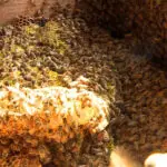 Tens of thousands of bees found living in a Maine family’s farmhouse