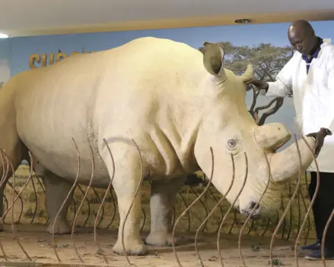 The number of rhinos is slightly up but poaching has increased too