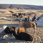 The gigantic dunes rising up out of the world’s oldest desert