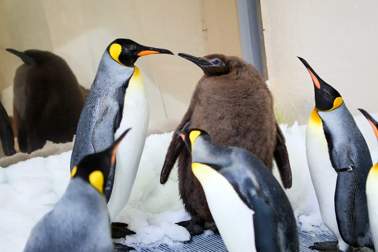 Pesto the baby penguin is already taller than his parents. Now he's a social media star