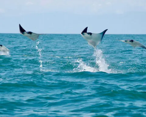 Sharks and rays leap out of the water for many reasons, including feeding, courtship and communication