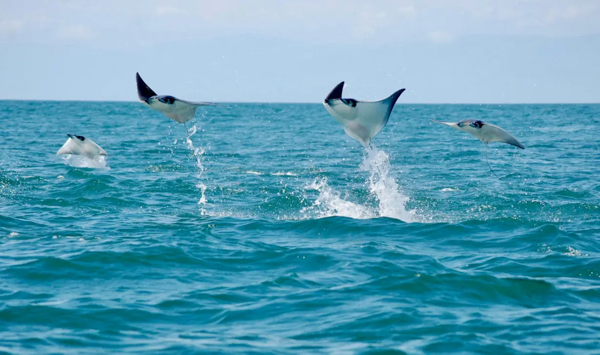 Sharks and rays leap out of the water for many reasons, including feeding, courtship and communication