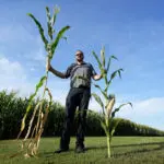 ‘Short corn’ could replace the towering cornfields steamrolled by a changing climate