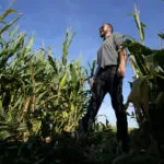 ‘Short corn’ could replace the towering cornfields steamrolled by a changing climate