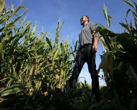 ‘Short corn’ could replace the towering cornfields steamrolled by a changing climate