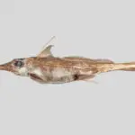 New species of ghost shark discovered by New Zealand scientists