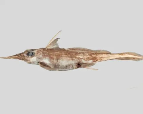 New species of ghost shark discovered by New Zealand scientists