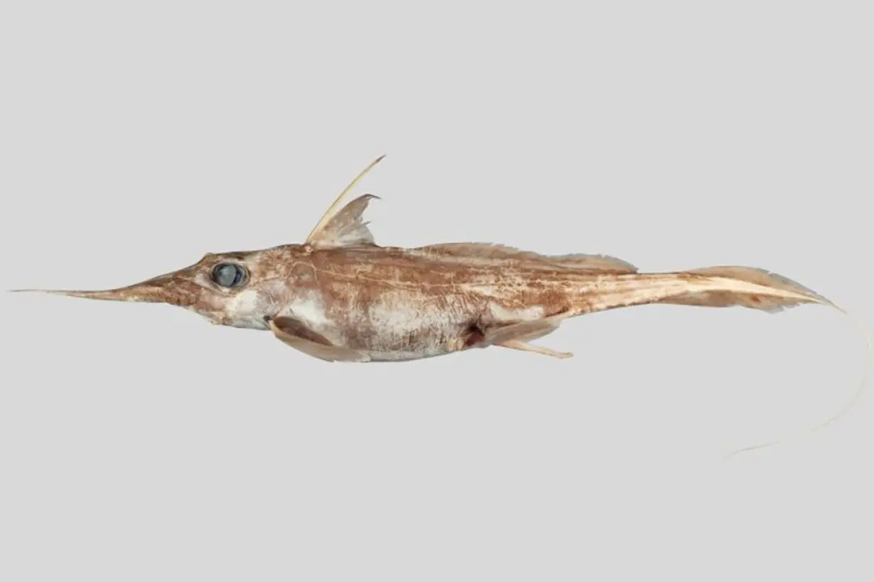 New species of ghost shark discovered by New Zealand scientists