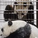 Finland zoo returns giant pandas to China over cost