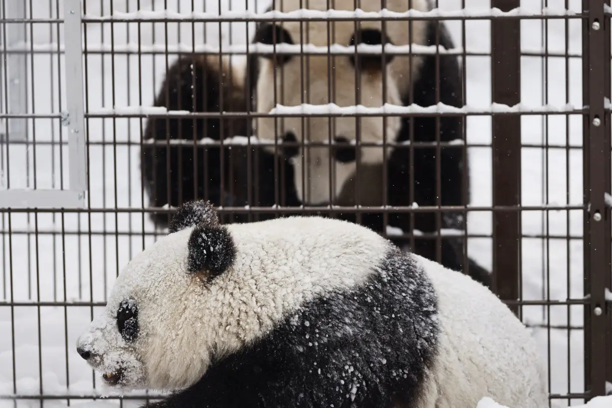 Giant pandas play during the opening day of Ahtari Zoo Snowpanda Resort