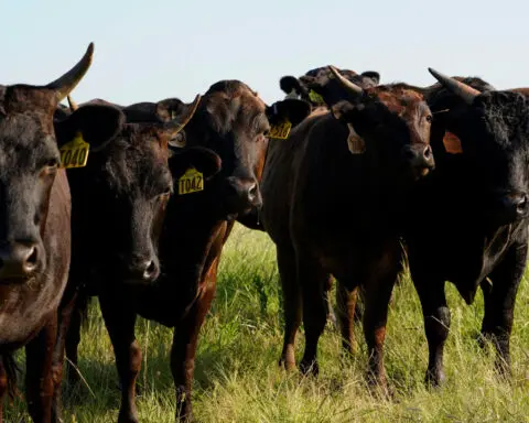 Colombia ends ban on beef from US states with bird flu in dairy cows