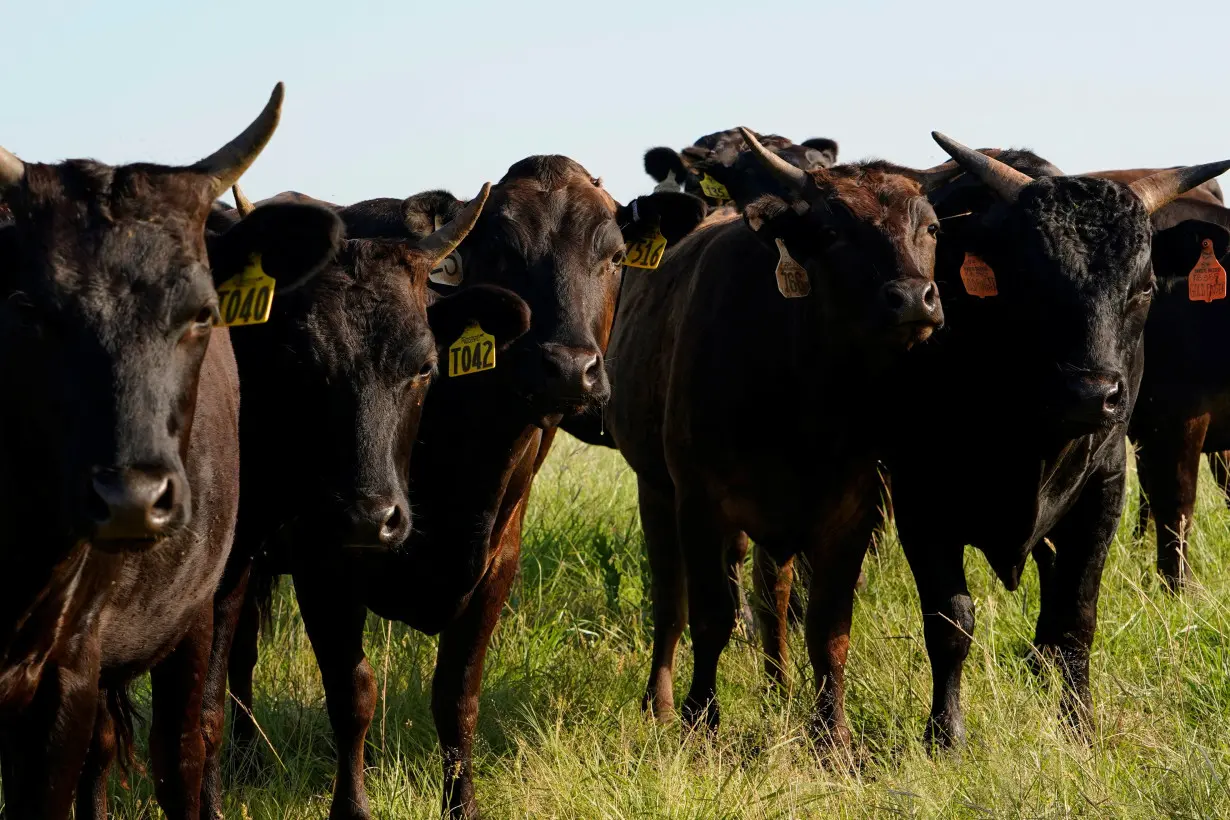 Wagyu cattle graze near Blanchard