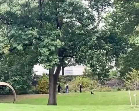 Century-old trees die in Harlem parks as erosion pattern emerges