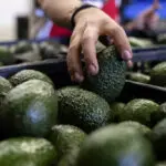 US to hand over pest inspections of Mexican avocados to Mexico and California growers aren't happy