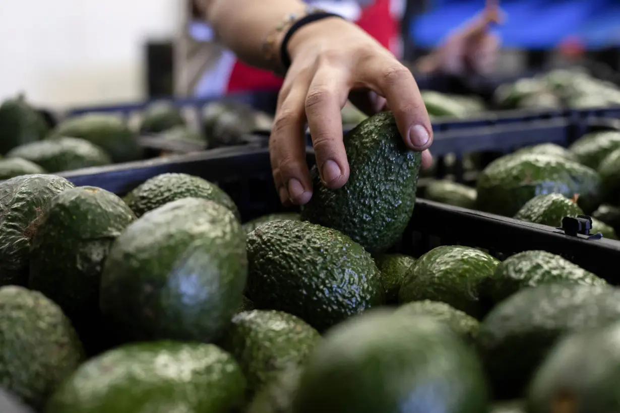 Mexico US Avocados