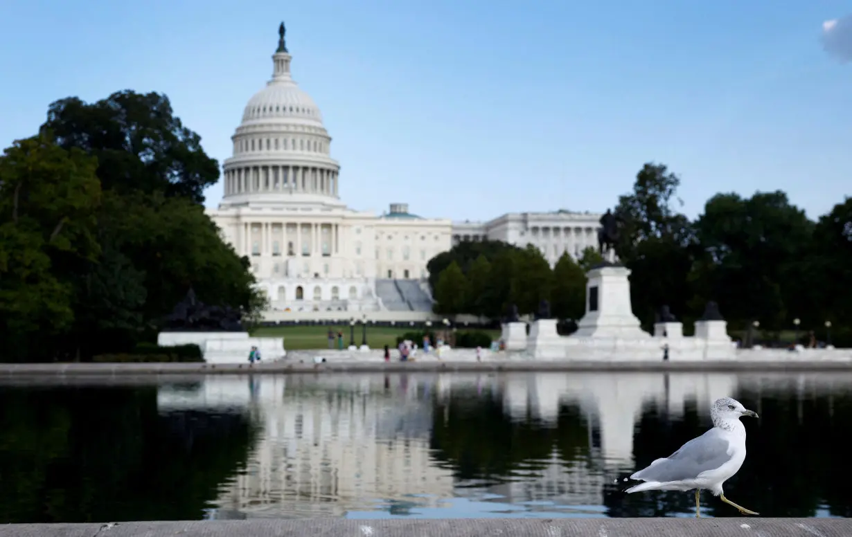 A seagull walks in front of the U.S. Capitol in Washington