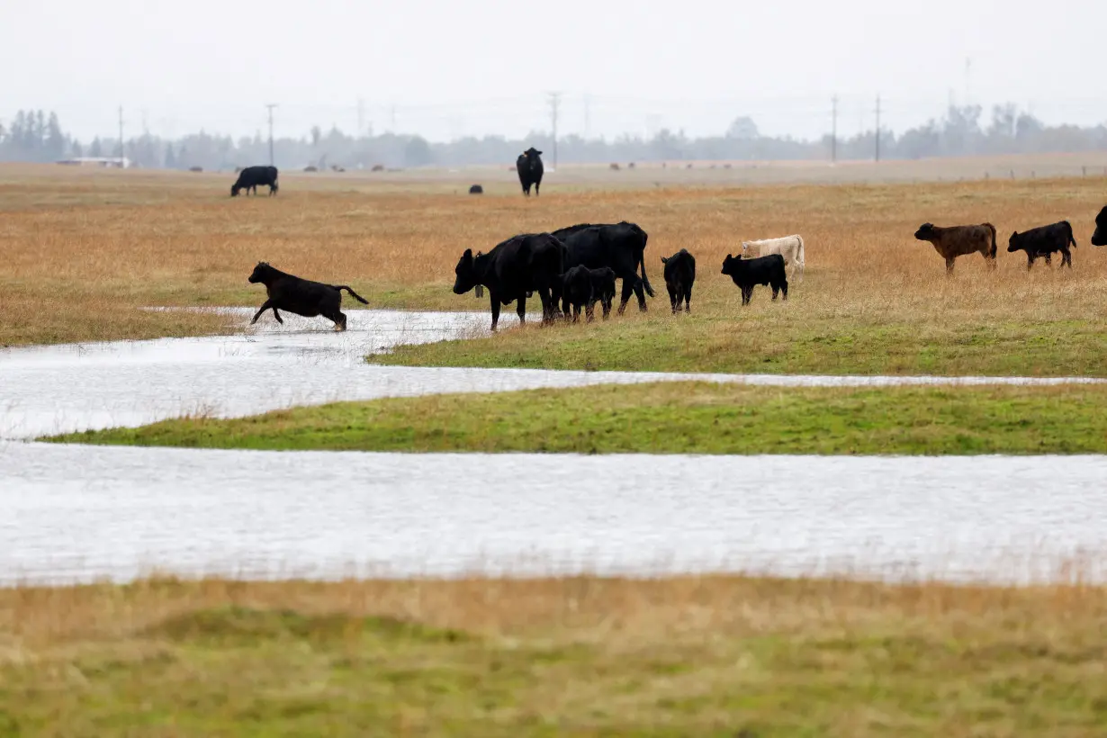 FILE PHOTO: A herd of cows cross a flooded pasture in Sacramento County