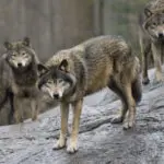 Who's afraid of the big bad wolf? The EU moves to loosen protections for the animals