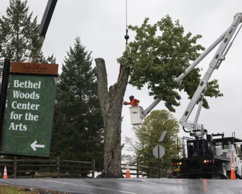 Aging and ailing, 'Message Tree' at Woodstock concert site is reluctantly cut down