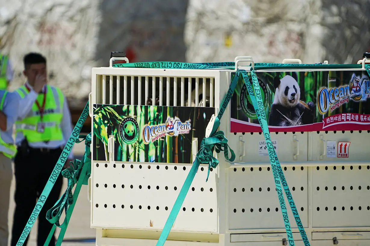 Giant pandas An An and Ke Ke arrive as a gift from China in Hong Kong