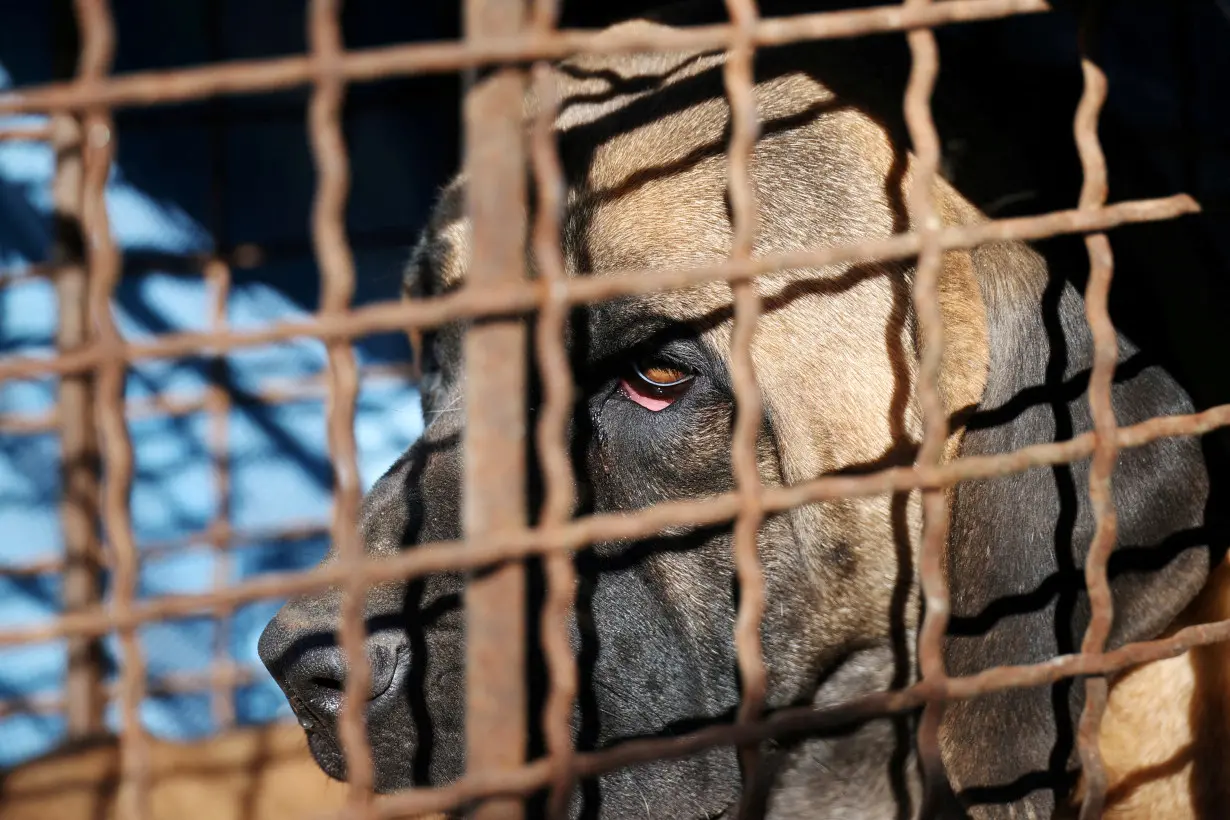 FILE PHOTO: Protest to demand the government to scrap plans to pass a bill to enforce a ban on eating dog meat in Seoul