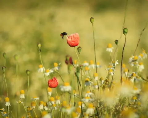 Bees have irrational biases when choosing which flowers to feed on − just like human shoppers do