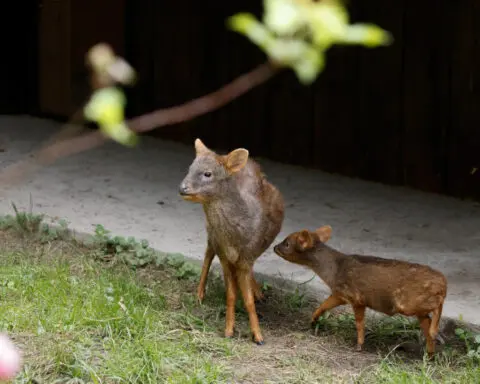 Polish zoo seeks name for newborn deer of tiny endangered species