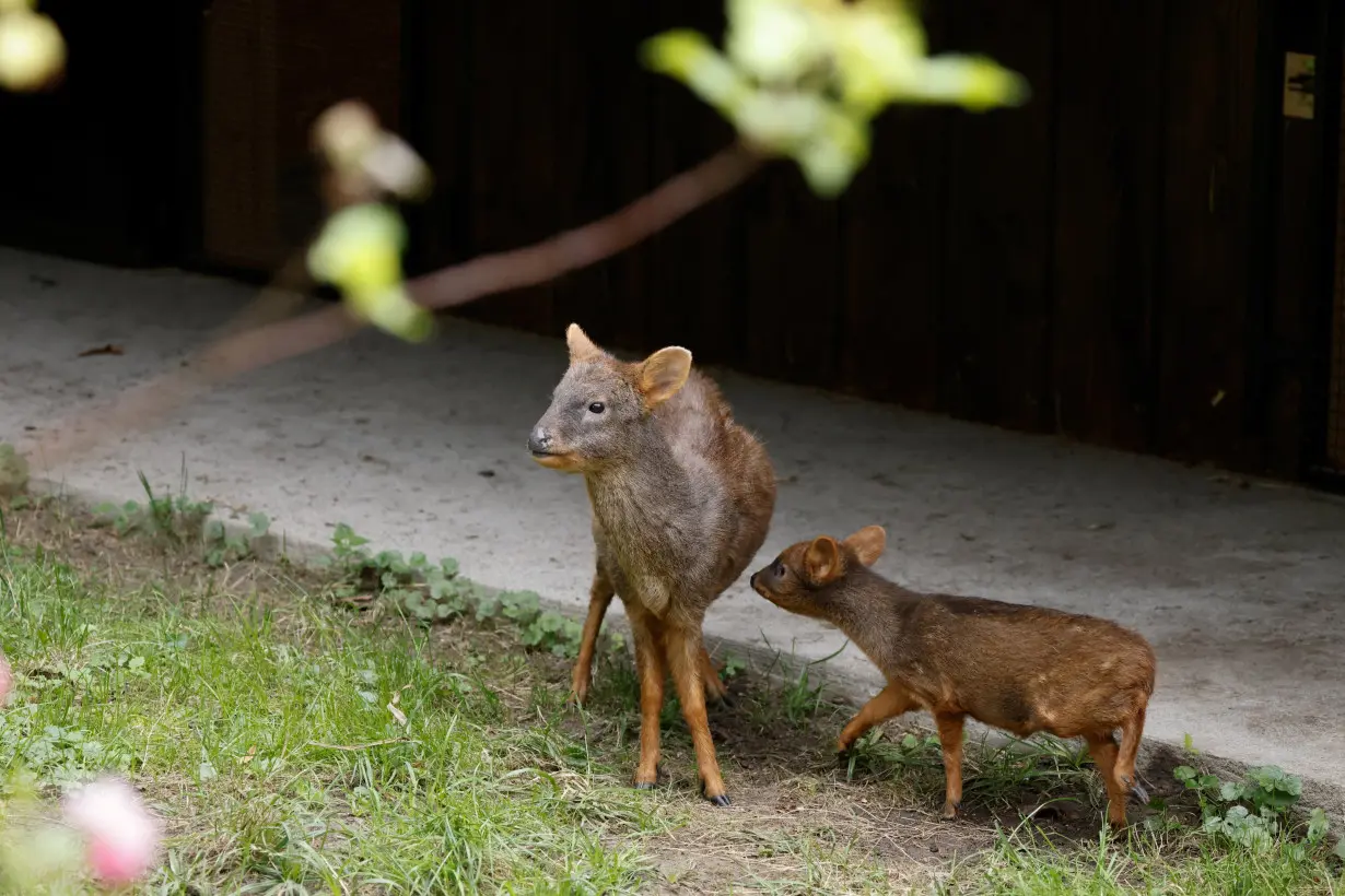 World's second smallest deer species newborn at Warsaw zoo