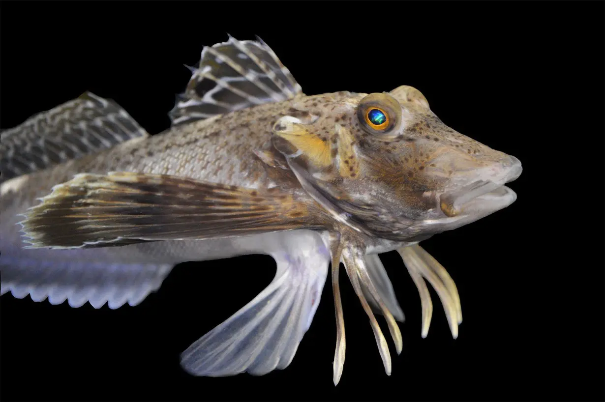 A species of sea robins called Prionotus carolinus studied by the researchers used their legs for walking, digging and sensing the seafloor.