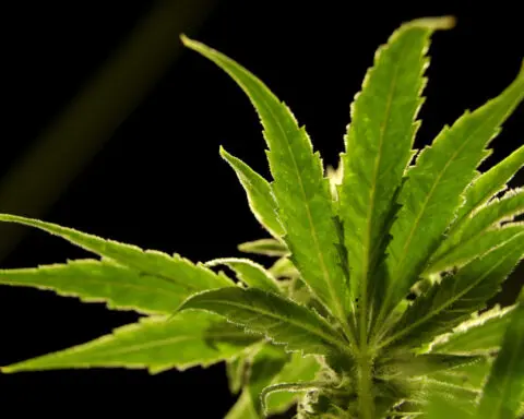 US health authorities need to play a larger role in cannabis policy, a new report says