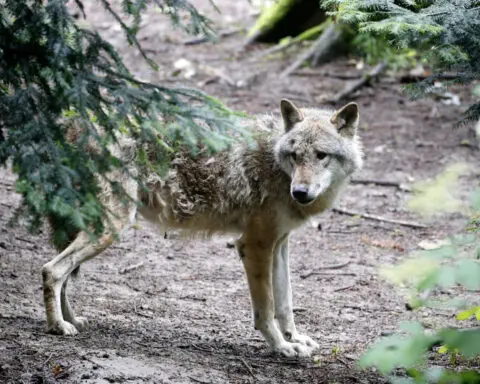 Swiss hunters get go-ahead for major wolf culls