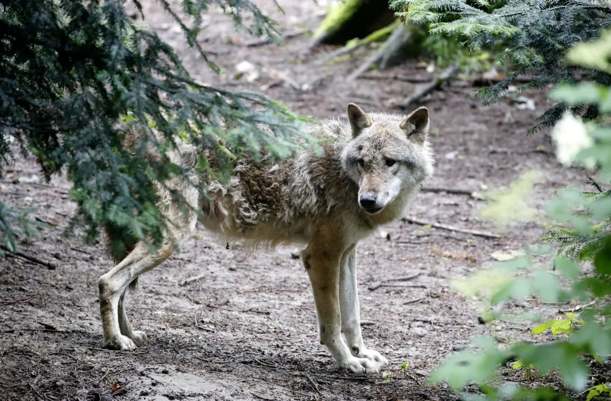 FILE PHOTO: Wolf is seen in a near-natural enclosure at Langenberg Wildlife Park in Langnau am Albis