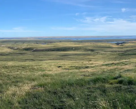 Scientists discover hidden ancient forest on treeless island