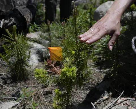 As many forests fail to recover from wildfires, replanting efforts face huge odds — and obstacles