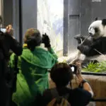 Japanese fans bid farewell to beloved panda pair before their return to China