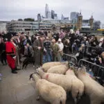 Damian Lewis herds sheep over a London bridge as part of a quirky tradition