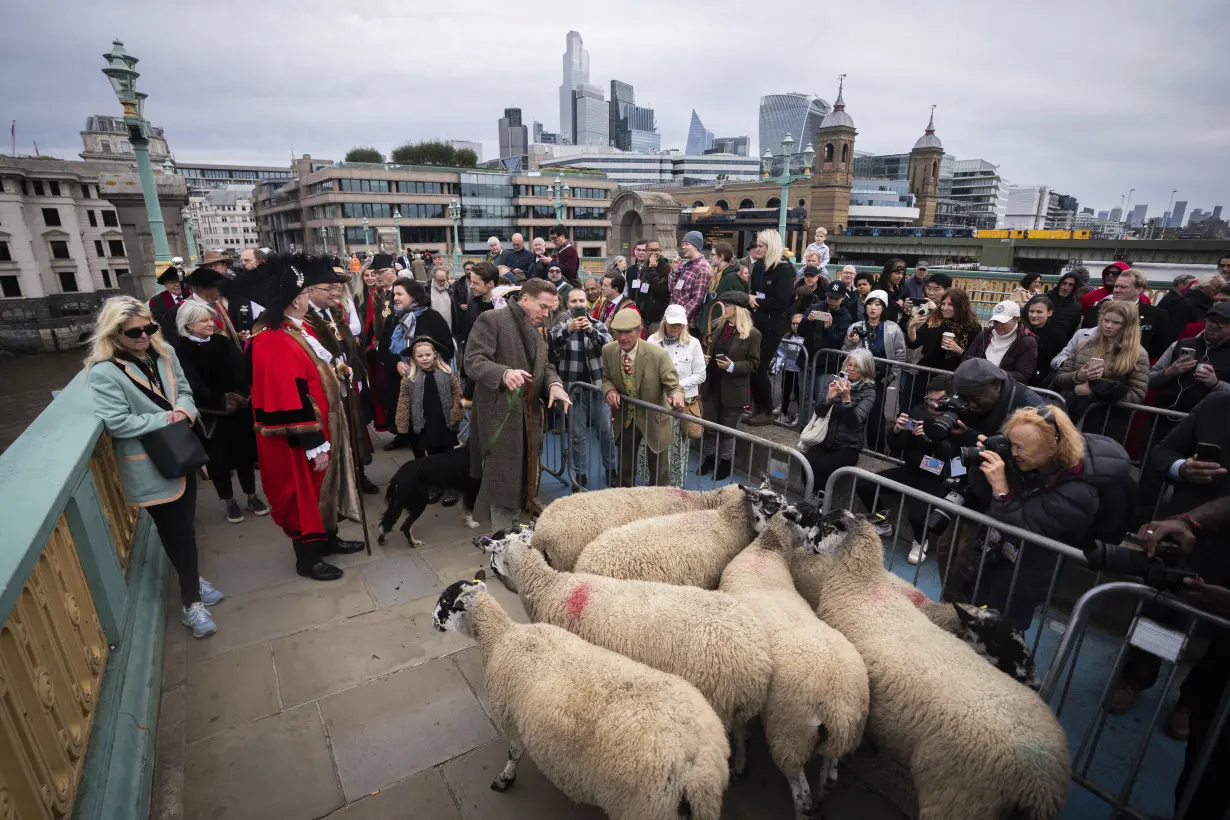 Britain Sheep Drive