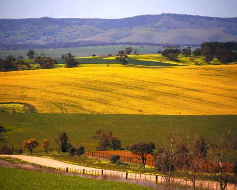 Australia could be canola trade winner if China gets over fungus worries