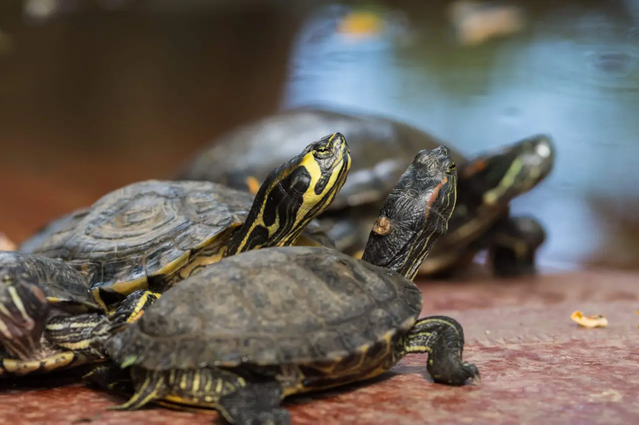 Turtle races at popular L.A. pub face growing opposition from activists