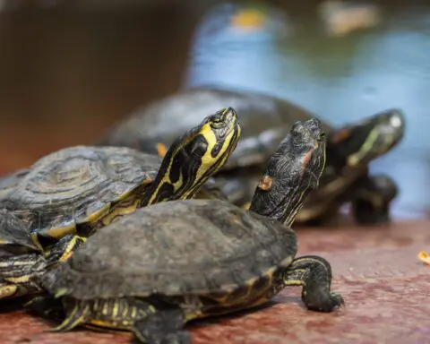 Turtle races at popular L.A. pub face growing opposition from activists