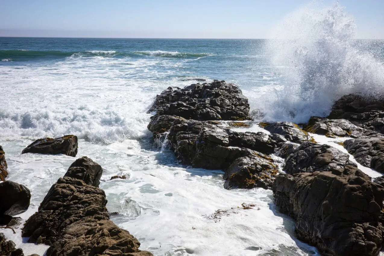 Endangered seashell may become golden state's latest symbol