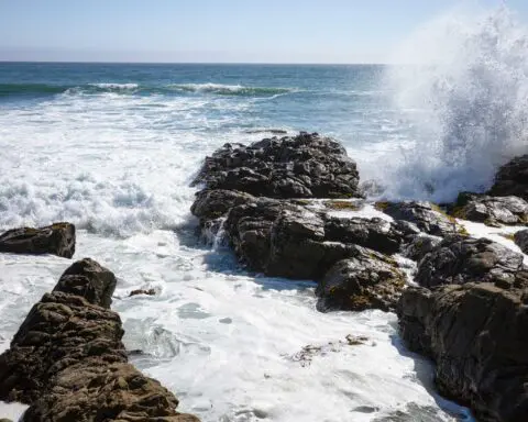 Endangered seashell may become golden state's latest symbol