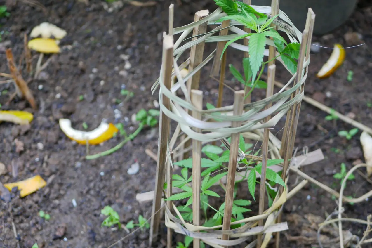 Backyard bud boom sweeps L.A. as gardeners learn to grow weed