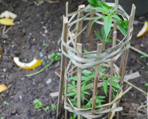 Backyard bud boom sweeps L.A. as gardeners learn to grow weed